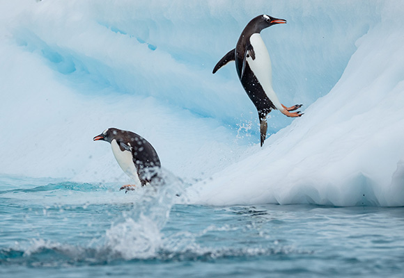 Penguins in Antarctica