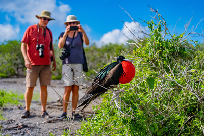 HX guests photographing a frigatebird in the Galapagos Islands
