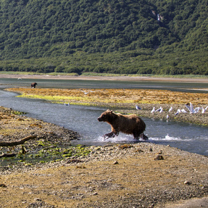 Image: Brown bear in Alaska