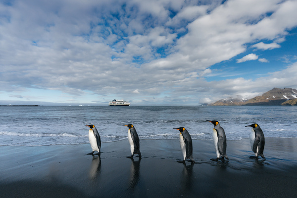 South Georgia penguins