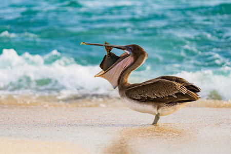 Bird in the Galápagos Islands