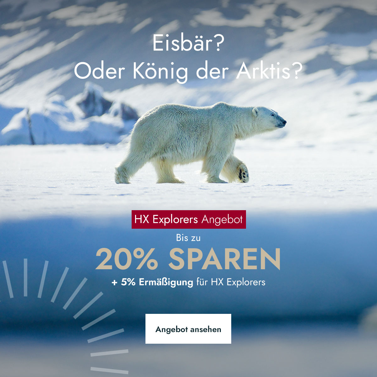 Ein Eisbär auf Wanderschaft