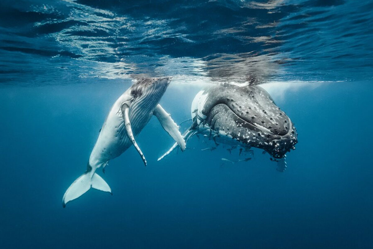 Whales underwater in Iceland