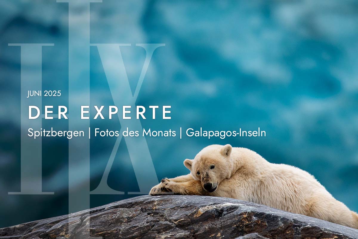 Polar bear in Svalbard