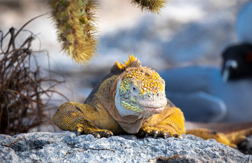 Iguana in the Galápagos Islands