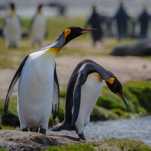 Pinguine in Südgeorgien