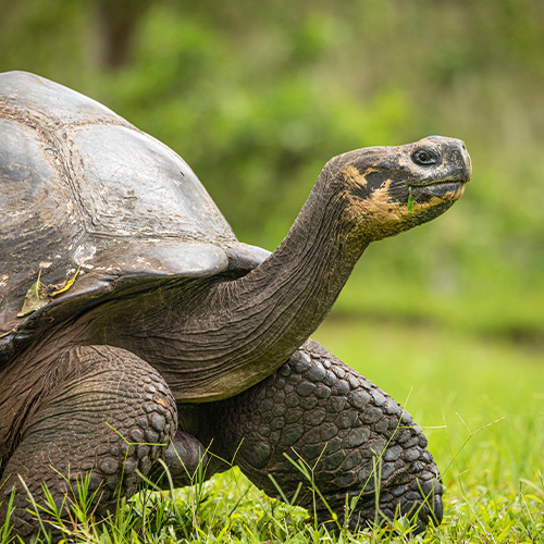 Giant tortoise