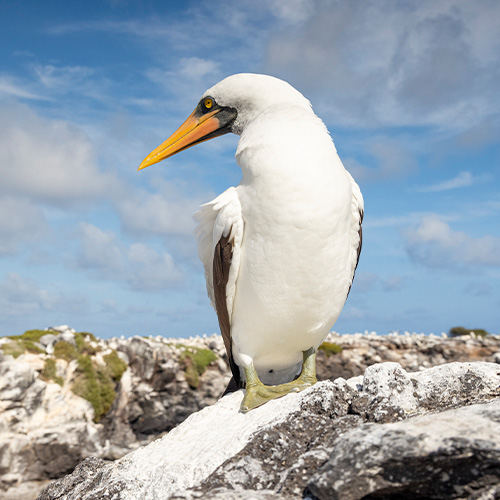 Bird in the Galápagos Islands