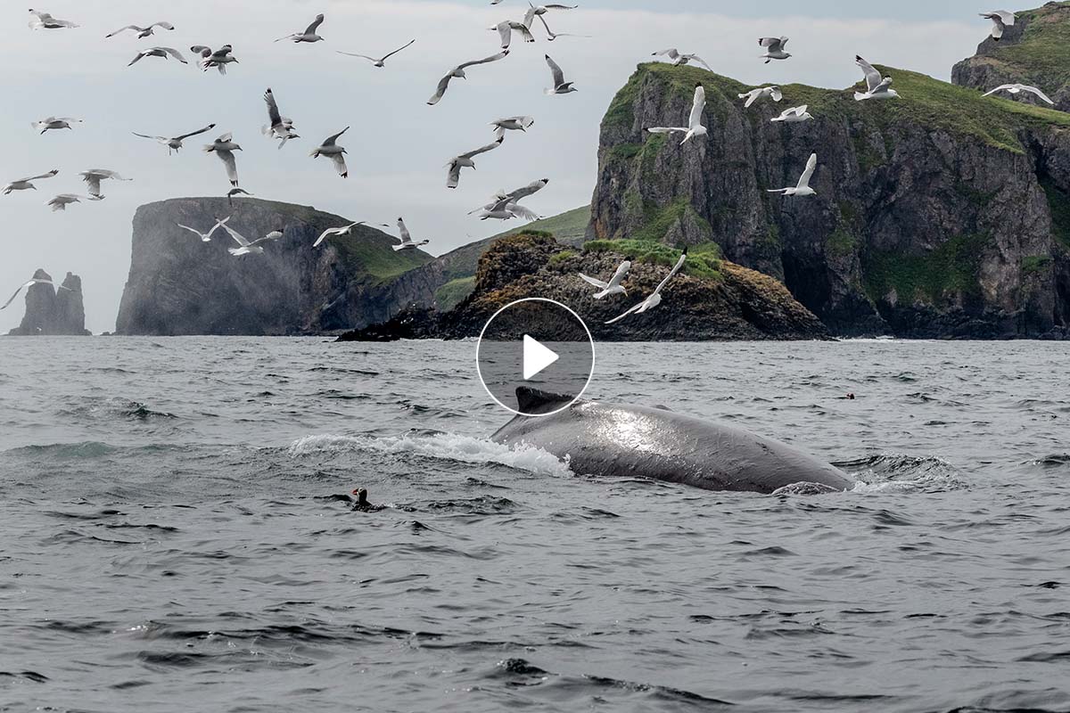 Why explore South Georgia? Watch video