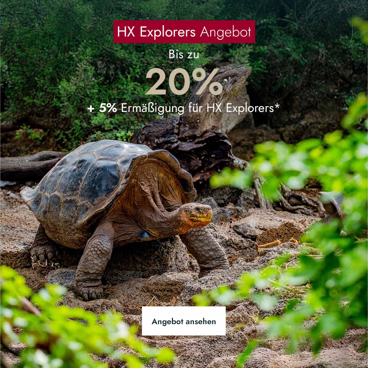 Giant tortoise in Galapagos