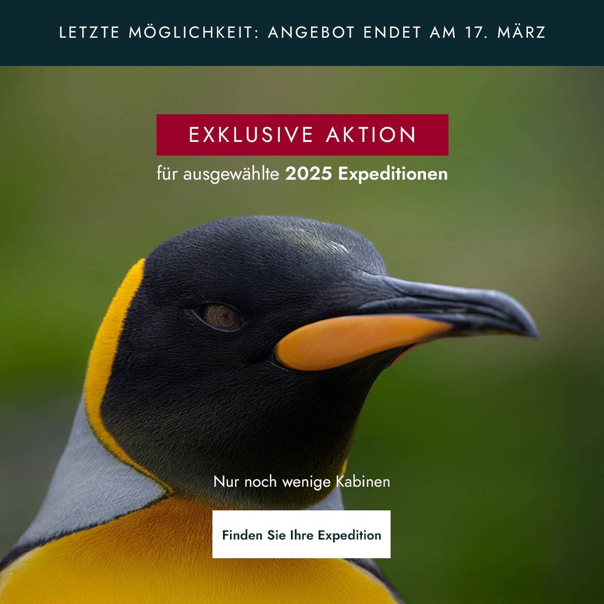 Königspinguin