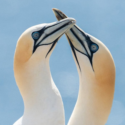 Birds in the Galápagos Islands