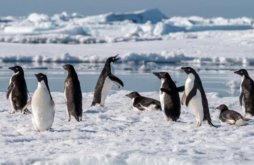 Antarctica